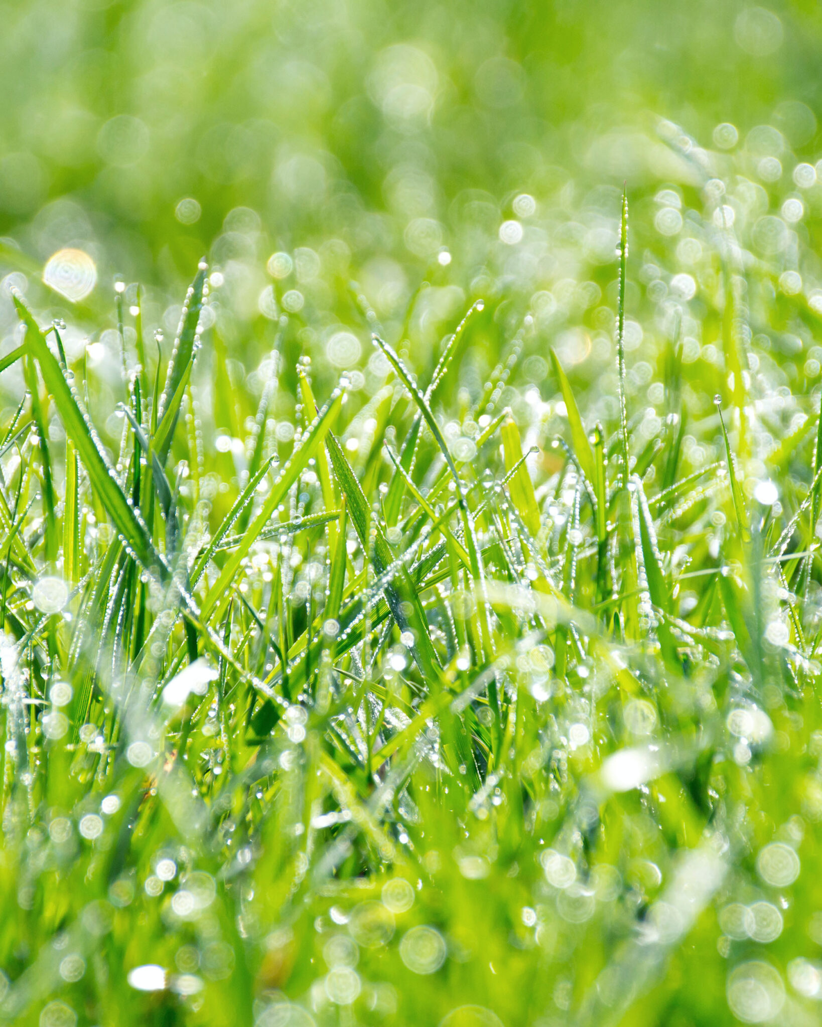 Rasen und Wiesen – Gartennatur Christian Studer